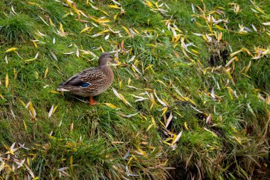 Vahşi ördekler eski göletin kıyılarıdır..