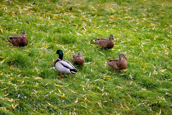 Wildenten Sind Die Ufer Des Alten Teichs — Stockfoto