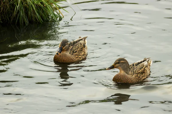 Wildenten Schwimmen Alten Teich — Stockfoto