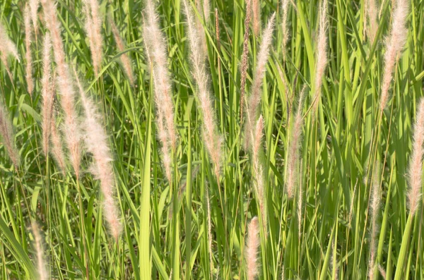 Prés herbe balançant avec le vent qui peut flouter pour le fond — Photo