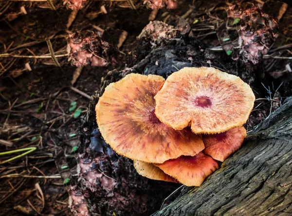 Close of sugar palm mushroom nice color — Stock Photo, Image