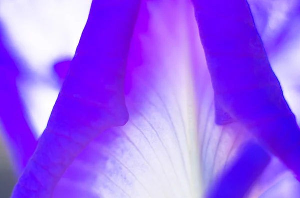 Абстрактний пелюсток темно-фіолетовий фон — стокове фото