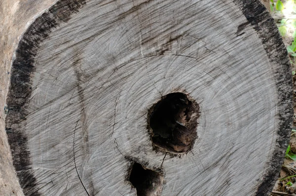 Vieil arbre souche trou texture fond — Photo