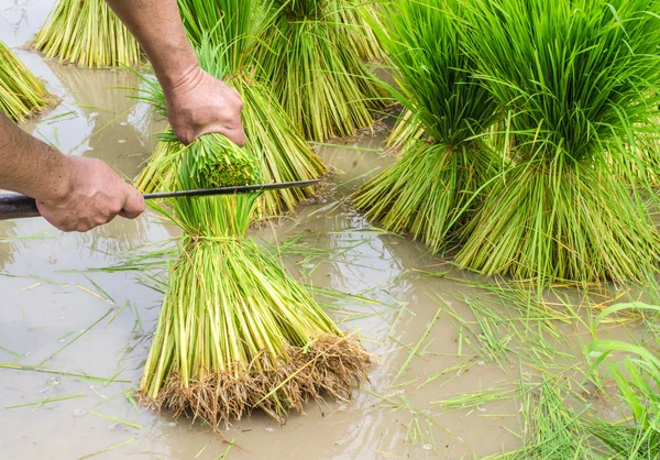 hand cut sapling rice, rice field in rural, thailand.