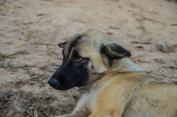 Perro tailandés (perro primitivo) en superficie — Foto de Stock