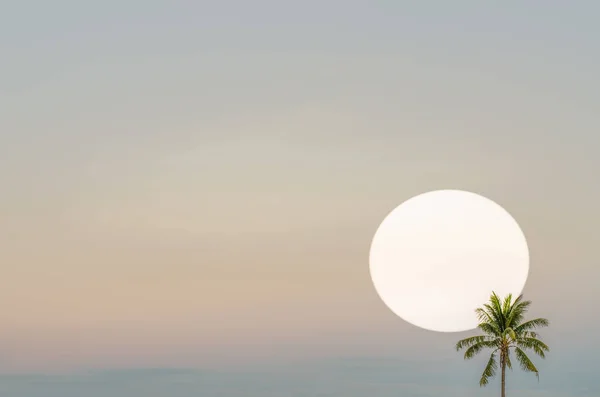 Puesta de sol con silueta de cocotero en ángulo oblicuo — Foto de Stock