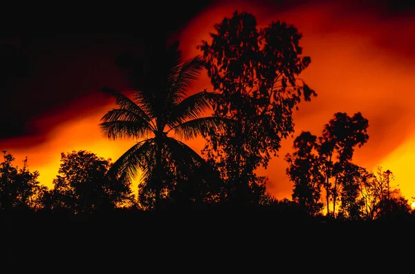 Flammen brænder skoven om natten - Stock-foto