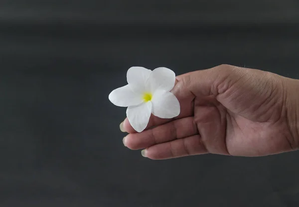 A hand holding plumeria flower Black background