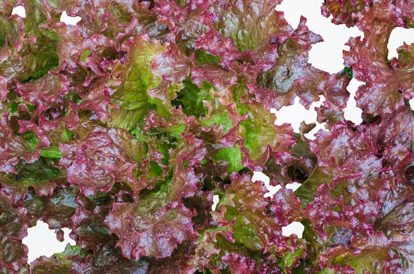 Salada fresca roxa Vegetais close-up — Fotografia de Stock