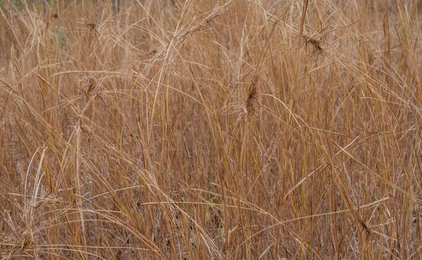 Сіно квітка коричневого влітку поля — стокове фото