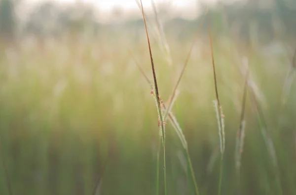 Dzikie pola trawy na promienie słońca zachód słońca, miękkie, ciepłe — Zdjęcie stockowe