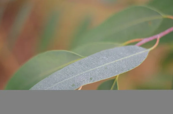 桉树, 树叶, 新鲜, 花园, 绿色, 生长, 生长, 口香糖 — 图库照片