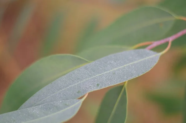 Eukaliptus, liści, świeże, ogród, zieleń, rosnąć, guma — Zdjęcie stockowe