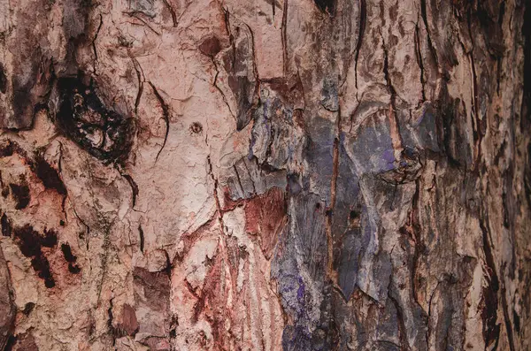 爪树皮自然夏天旅行树看法野生动物, 木头特写 — 图库照片