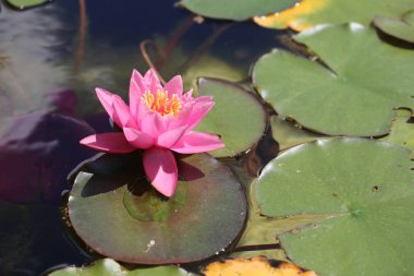 Nilüfer çiçekleri blooming gölet üzerinde