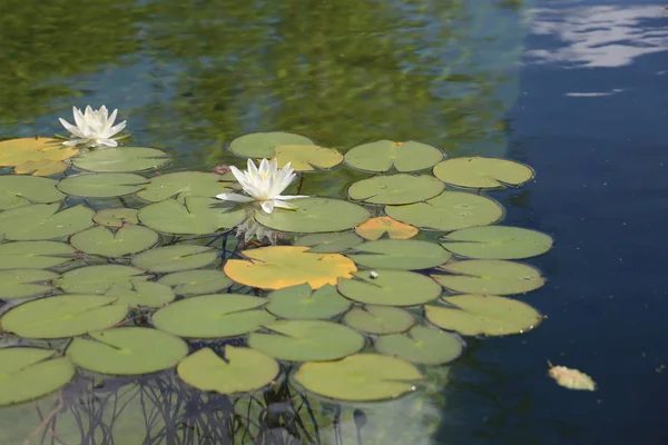 Water lily flowers blooming on pond — Stock Photo, Image