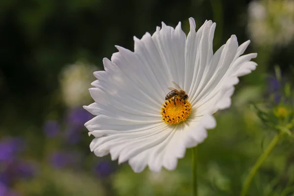 Beyaz kozmos çiçeği üzerinde çalışan bir arı — Stok fotoğraf