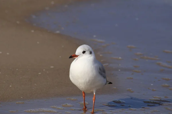 Seagull walking in the tide on the Beach in the morning.