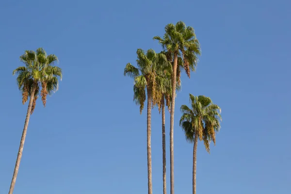 Mavi gökyüzü arka planında yeşil palmiye ağacı — Stok fotoğraf