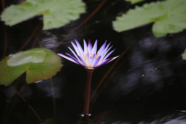 一朵美丽的粉红睡莲或莲花花 — 图库照片