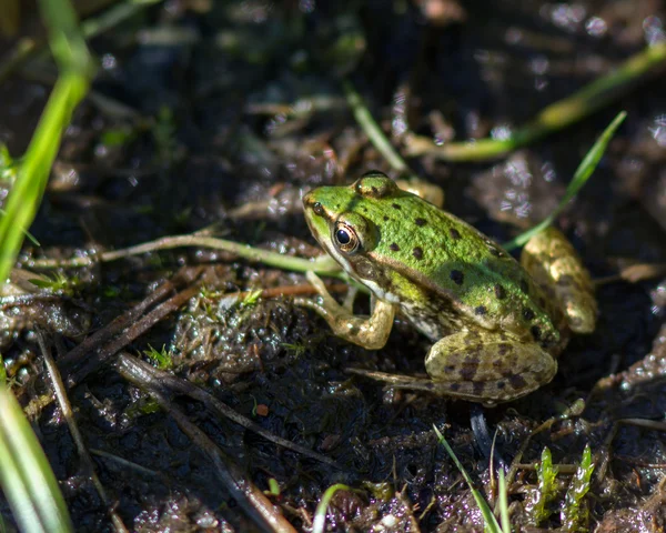 녹색 식용 개구리, 일컬어 일반적인 물 개구리, 돌에 앉아 있다. 식용 개구리는 수영장 개구리와 습지 개구리의 하이브리드. — 스톡 사진