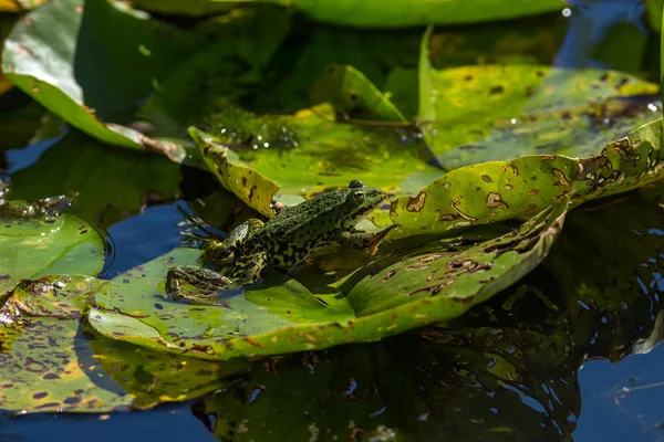 연못에 연꽃 잎에 녹색 연못 개구리 나머지 — 스톡 사진