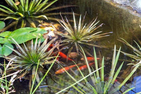 Peces koi en un pequeño estanque decorativo —  Fotos de Stock