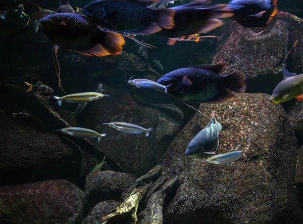 Школа рыб в аквариуме — стоковое фото
