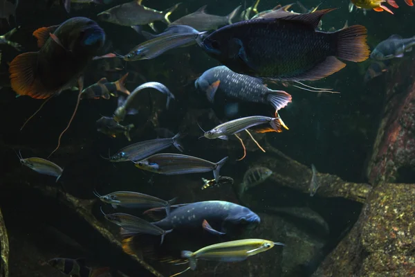 Iskola halak az akváriumban Jogdíjmentes Stock Fotók