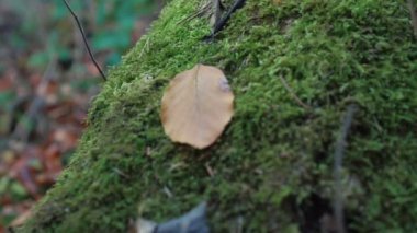 bir ağaç ve ahşap üzerinde yosun