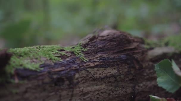 Musgo em uma árvore e madeira — Vídeo de Stock