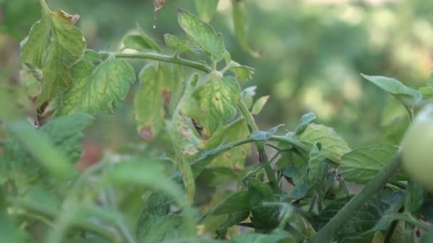 Green and red tomatoes — Stock Video