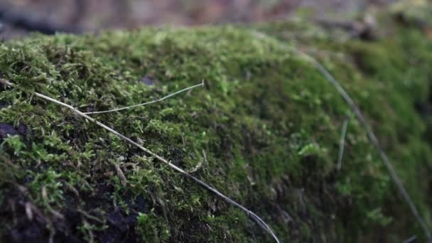 Moss en un árbol en el bosque — Vídeo de stock