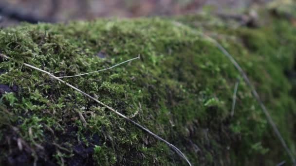 Musgo em uma árvore na floresta — Vídeo de Stock