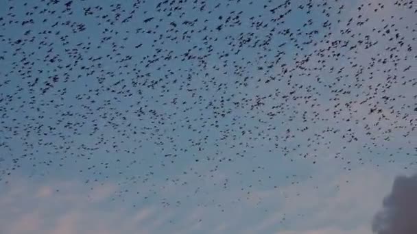 Tourbillon d'oiseaux contre le ciel — Video