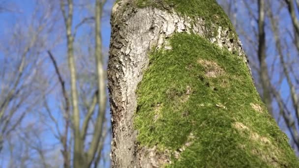 Groene mos op een houten stomp — Stockvideo