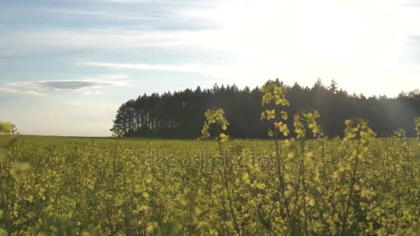 Znásilňovací pole při západu slunce — Stock video