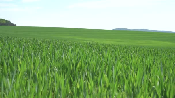Zelená pšenice pole na pozadí hor.