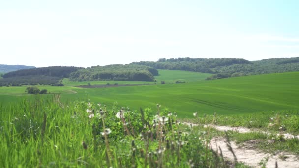 Weg kruist een groene tarweveld — Stockvideo