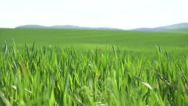 Veld van groen gras — Stockvideo