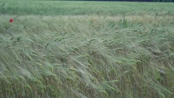 Campo de centeno verde — Vídeo de stock