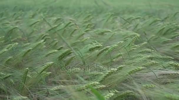 Pole zelené žito — Stock video