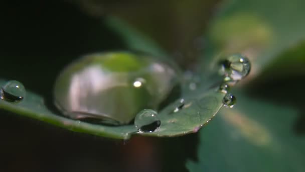 Gotas de orvalho em uma folha verde — Vídeo de Stock