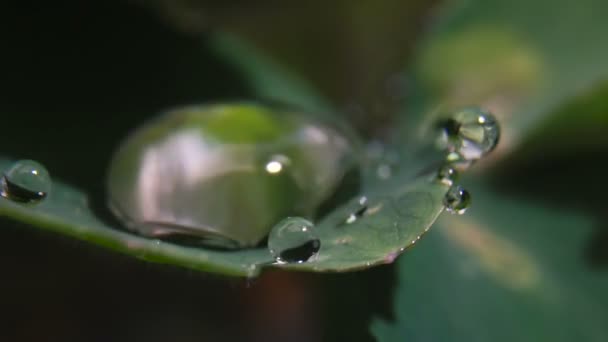 Gotas de rocío en una hoja verde — Vídeo de stock