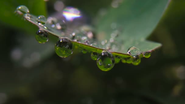 Drop of dew on a green leaf — стоковое видео