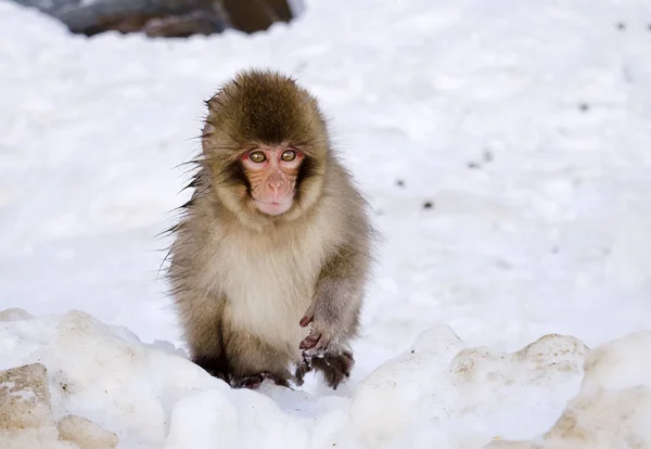 Macaco Neve Macaco Natureza — Fotografia de Stock