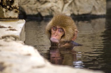 Makak kar maymun vahşi