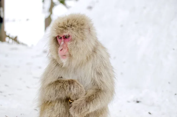 Singe des neiges macaque — Photo