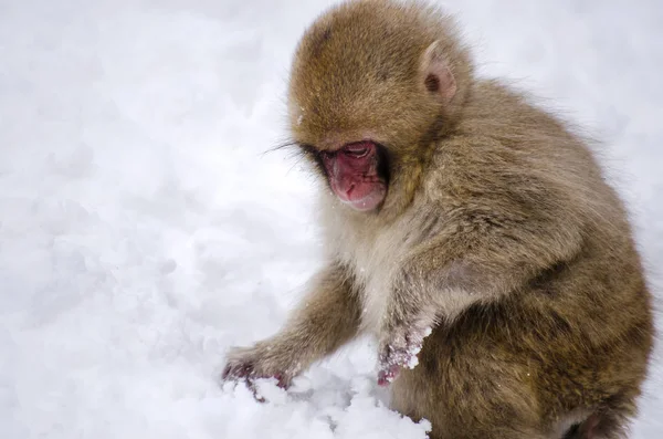 Macaco Neve Macaco Natureza — Fotografia de Stock