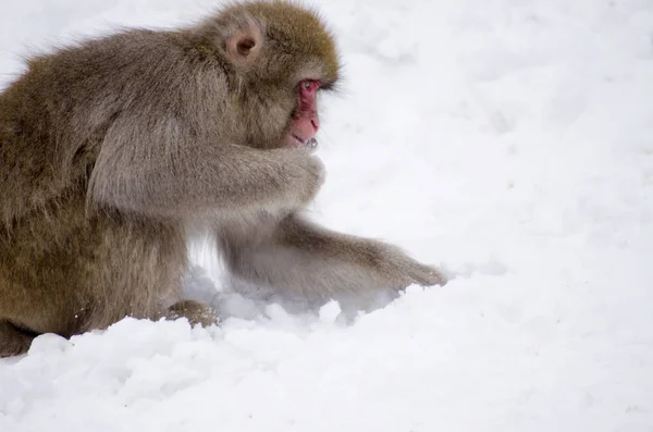 Macaco Scimmia Neve Natura — Foto Stock